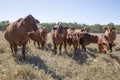 Herd of Droughtmaster Cattle.