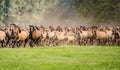 Herd of Duelmen ponies with foals running Royalty Free Stock Photo