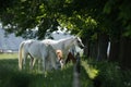 A herd eating grass on field.