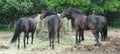 Herd eating hay from round bale