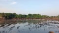 Herd of egrets eat fish in a field after flooding recedes