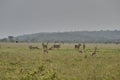 Herd of Eland or Eland antelopes, Taurotragus oryx, Kenya Royalty Free Stock Photo