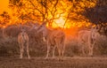 A herd of eland taurotragus oryx gathered around shrubs under an intense orange sunset Royalty Free Stock Photo