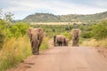 A herd of elephant on the move and walking towards the camera, Pilanesberg National Park, South Africa. Royalty Free Stock Photo