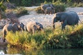 Herd of elephant play next to river