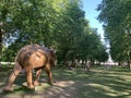 A herd of 100 elephant sculptures have taken up space in LondonÃ¢â¬â¢s Royal Parks