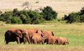 Herd of Elephant in South Africa Royalty Free Stock Photo