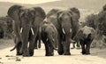 Herd of Elephant in South Africa Royalty Free Stock Photo