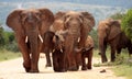 Herd of Elephant in South Africa Royalty Free Stock Photo