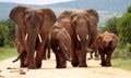 Herd of Elephant in South Africa