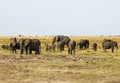 Herd of elephants Royalty Free Stock Photo