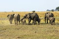 Herd of elephants Royalty Free Stock Photo