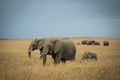 Herd of elephants Royalty Free Stock Photo