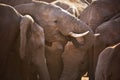 Herd of elephants in Addo Elephant NP, South Africa Royalty Free Stock Photo