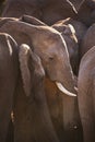 Herd of elephants in Addo Elephant NP, South Africa Royalty Free Stock Photo