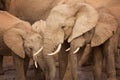 Herd of elephants in Addo Elephant NP, South Africa Royalty Free Stock Photo