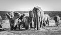 Herd of elephants Addo elephants park, South Africa. Black and white