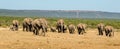Herd of elephants Addo elephants park, South Africa wildlife photoghraphy Royalty Free Stock Photo