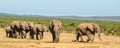 Herd of elephants Addo elephants park, South Africa wildlife photoghraphy