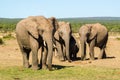 Herd of elephants Addo elephants park, South Africa wildlife photoghraphy