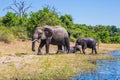 Herd of elephants adults and cubs crossing river in shallow water Royalty Free Stock Photo