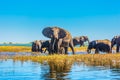 Herd of elephants adults and cubs Royalty Free Stock Photo