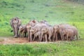 A herd of elephants adults and cubs eating minerals in the soil