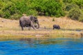 Herd of elephants adults and cubs Royalty Free Stock Photo