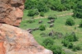 Herd of elephants, adults and cubs walking along elephant trail, Mapungubwe National Park, South Africa Royalty Free Stock Photo