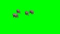 Herd of elephants amble - green screen