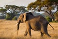 Herd of elephants in Amboseli National Park Kenya Royalty Free Stock Photo