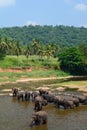 Herd of elephants bathing in Maha Oya River. Pinnawala Elephant Orphanage. Sri Lanka