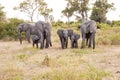 Herd of Elephants Royalty Free Stock Photo