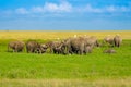 herd of elephants with birds on their backs
