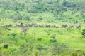 Herd of elephants in the brush in Umfolozi Game Reserve, South Africa, established in 1897 Royalty Free Stock Photo