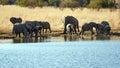 Herd of elephants with calves at a dam Royalty Free Stock Photo