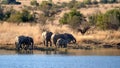 Herd of elephants with calves at a dam Royalty Free Stock Photo