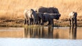 Herd of elephants with calves at a dam Royalty Free Stock Photo