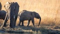 Herd of elephants with calves at a dam Royalty Free Stock Photo