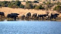 Herd of elephants with calves at a dam Royalty Free Stock Photo