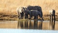 Herd of elephants with calves at a dam Royalty Free Stock Photo