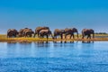 Herd of elephants Royalty Free Stock Photo