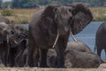 Herd of elephants on the Chobe River in Chobe National Park, Botswana Royalty Free Stock Photo