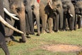 A herd of elephants closeup. Raised elephant