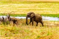 Herd of Elephants coming from the Letaba River to go back into the forest of Kruger National Park