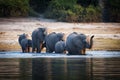 Herd of elephants crossing the Chobe River, Chobe National Park, in Botswana Royalty Free Stock Photo