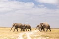 Herd of wild elephants in Amboseli National Park, Kenya. Royalty Free Stock Photo