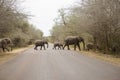 Herd of elephants crossing the paved road