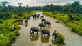 herd of elephants crossing   river in jungle Royalty Free Stock Photo