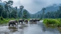 herd of elephants crossing   river in jungle Royalty Free Stock Photo